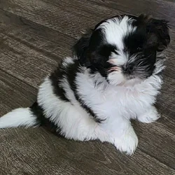 8 week old Shih Tzu