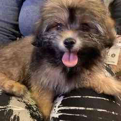 Maltipoo for sale boy