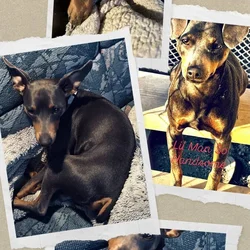 3 yr old Fixed Male Miniature Pinscher