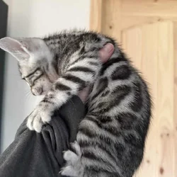 Bengal