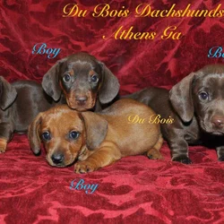 Miniature Dachshunds for sale