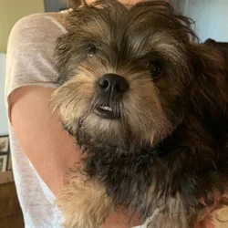 Gorgeous ShihPoo Pup! Gorgeus Female