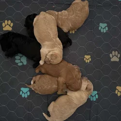 Mini Labradoodle Puppies — Ready Mid-December