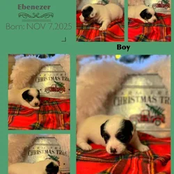 Male shorty Jack AKC