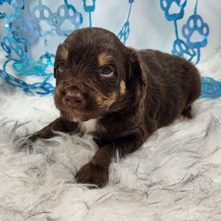 6 Mini Aussidoodles