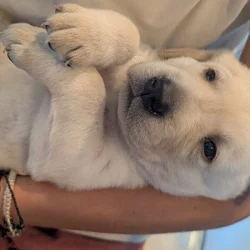 Labrador Retrievers