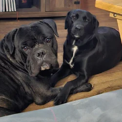 Cane Corso mix puppies