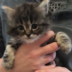 Marble Lynx Ragdoll Kitten