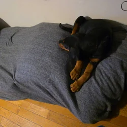 😢 Hard Rehome — Amazing Doberman Puppy