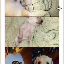 Chiweenie Pups for Christmas