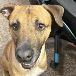 Looking to rehome this goofy sweet boy