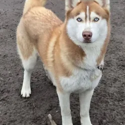 Golden Husky