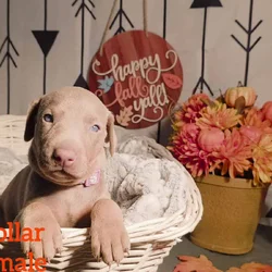 PUREBRED REGISTERED DOBERMAN PUPPY (PURPLE COLLAR)
