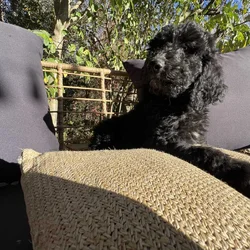 Goldendoodles girl puppy (medium)