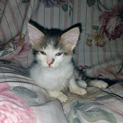 Kittens ragdoll mix