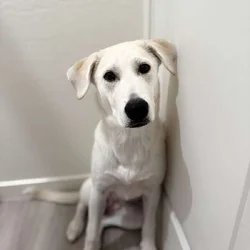 Meet 6 month old Angel – The Sweetest Lab/Husky!