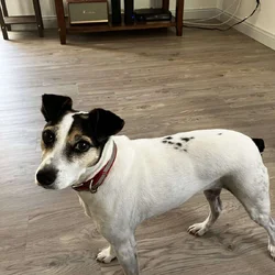 6 year old Mountain Feist, loving and house broken