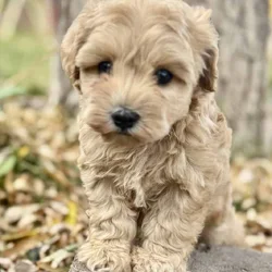 Toy Schnoodles in Snowflake, AZ