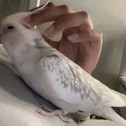 cinnamon white-tailed pearl cockatiel for sale