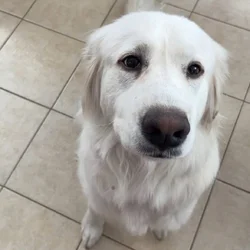 Pyrenees for Adoption!