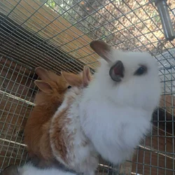 Lion head bunnies