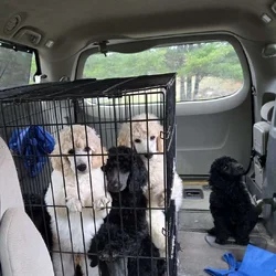 AKC Standard Poodle puppies