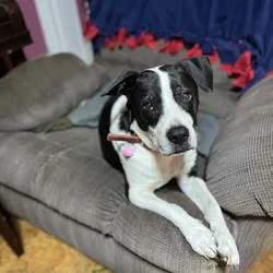 Free to a good home. Meet Elvis