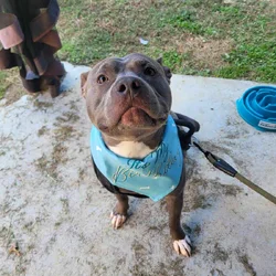 Male American Bully to good home ASAP