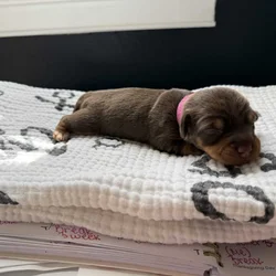 Silky wire mini dachshunds