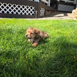 4 month old Male