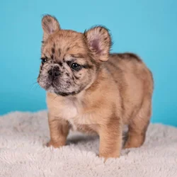 French Bulldog Puppies