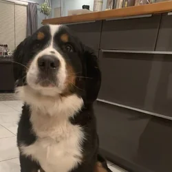 Female Bernese Mountain Dog