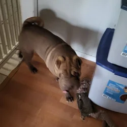 Shar Pei Puppy Male