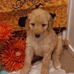 F1B BERNEDOODLE PUPPIES