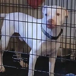 Rehome pitbull