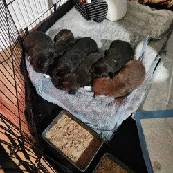 5 Puppies For Sale