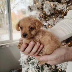 Toy Chipoo