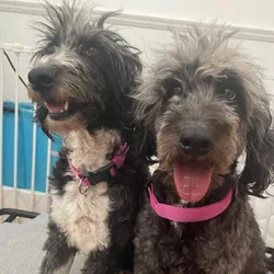 Two Aussiedoodles Females Anna & Andera