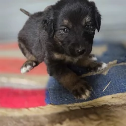 German Shepherd/Aussie X