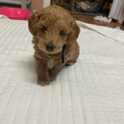 F2B Mini Goldendoodle