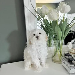 Tea cup Maltese