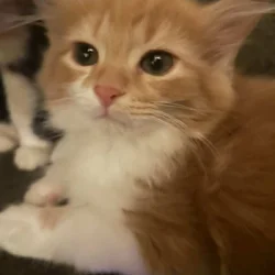 Kittens