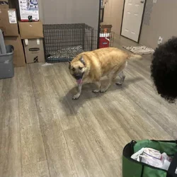 Free 4 yr old female dog spayed