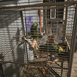 Yellow nap parrots