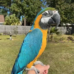 Blue and gold macaw 5 years old