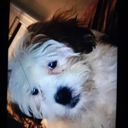 Puppy for rehoming