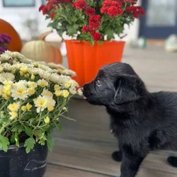 Golden Shepherds - German and Golden Mix