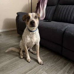 Rehoming young male red heeler mix