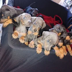 Doberman pinscher puppies