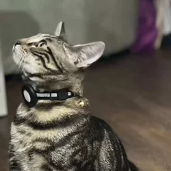 1 year old cat looking for a new home!